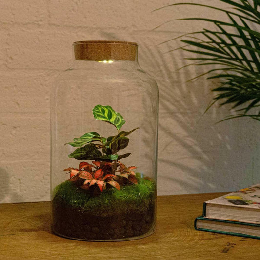 DIY Terrarium met Milky Calathea en LED - verlichting - 31 cm Hoog - Ø7 - Sierplantenshop