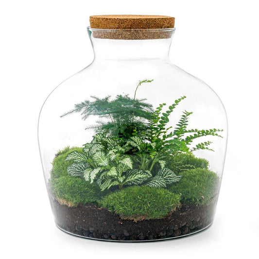 DIY Terrarium Set - Fat Joe Groen - 30 cm Hoogte met Hark, Schep, Pincet en Schaar - Ø7 - Sierplantenshop