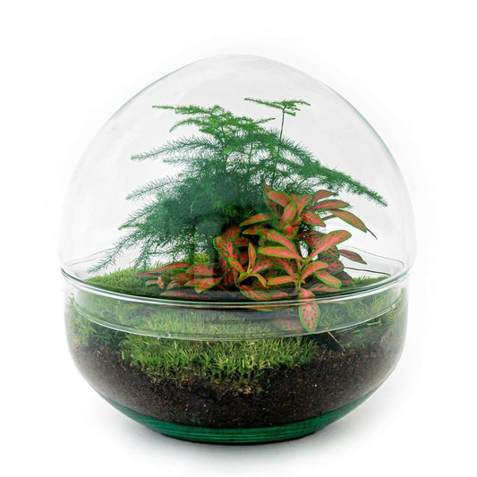 DIY Terrarium Set - Rode Koepel - Hoogte 20 cm - Creëer je Eigen Mini - Ecosysteem - Ø7 - Sierplantenshop