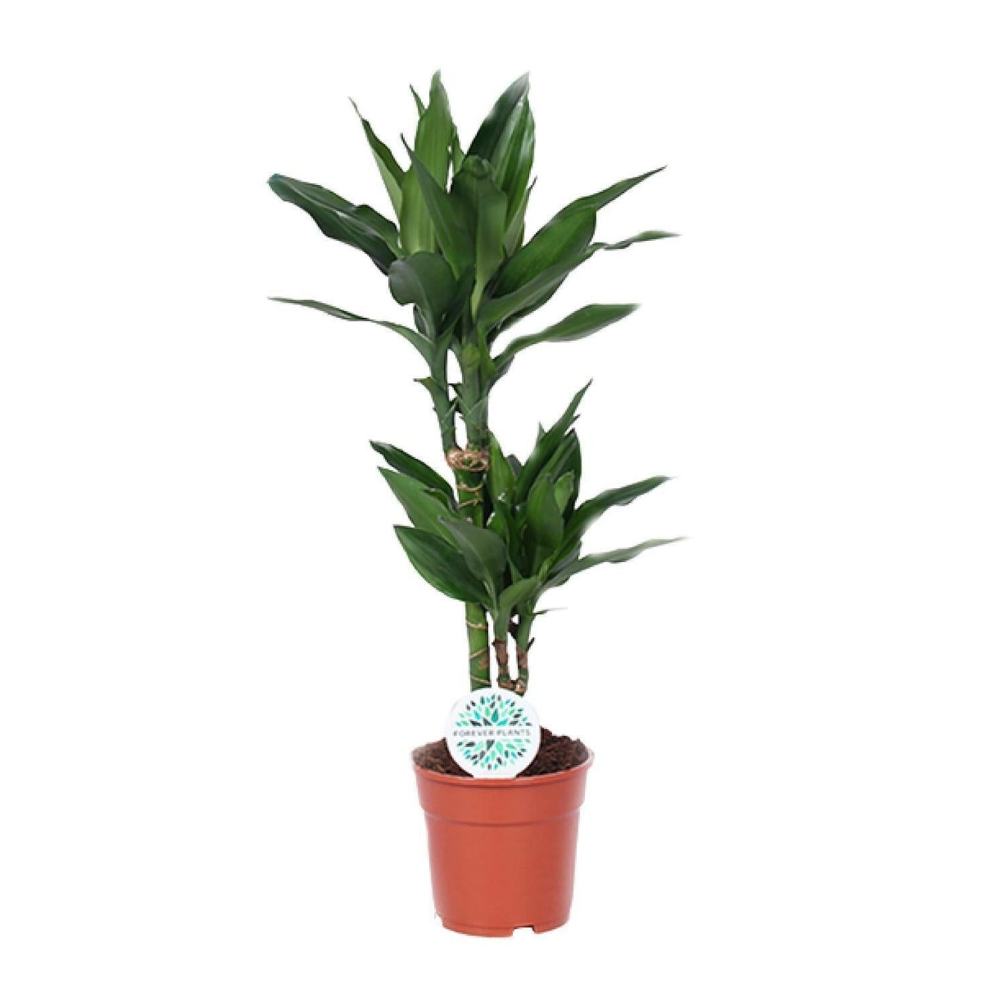 Dracaena Janet Lind - ↨70cm - Ø17 - Sierplantenshop