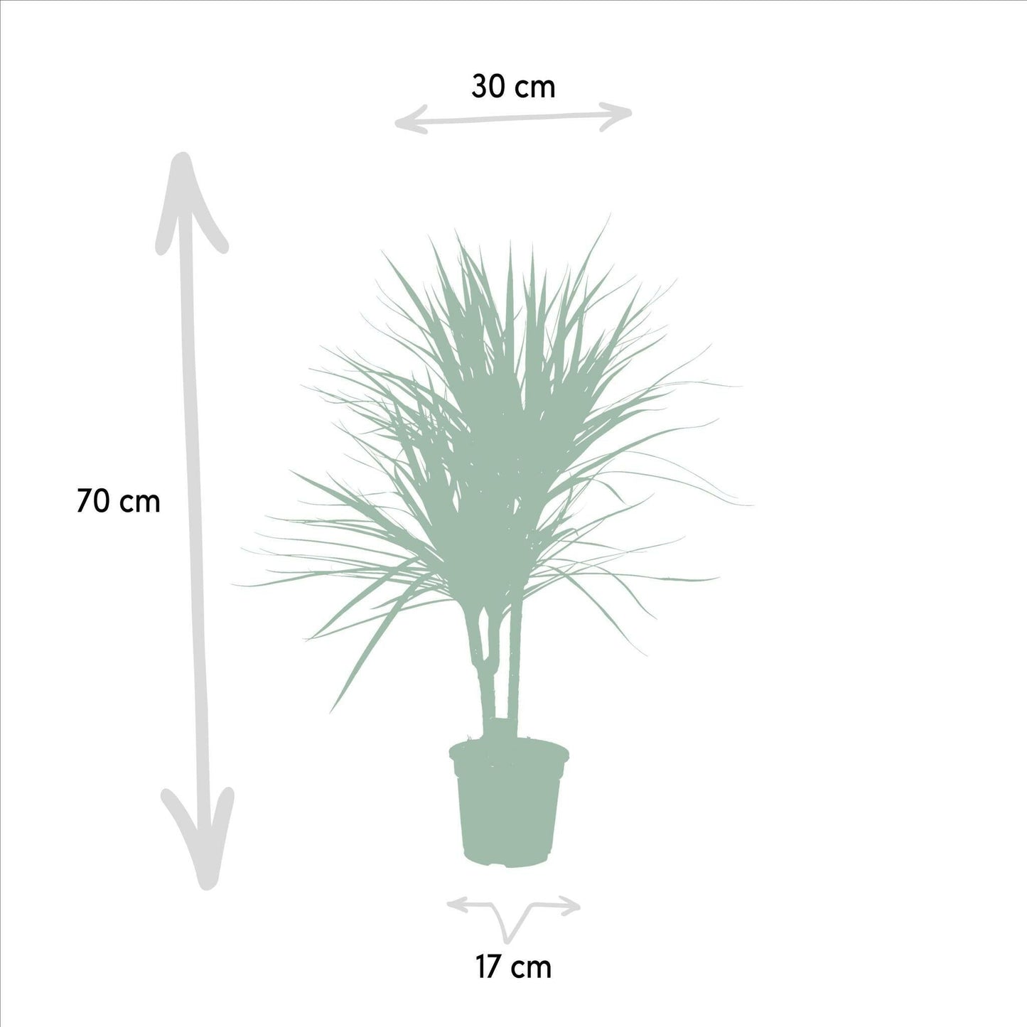 Dracaena Marginata - ↕90cm - Ø17 - Sierplantenshop