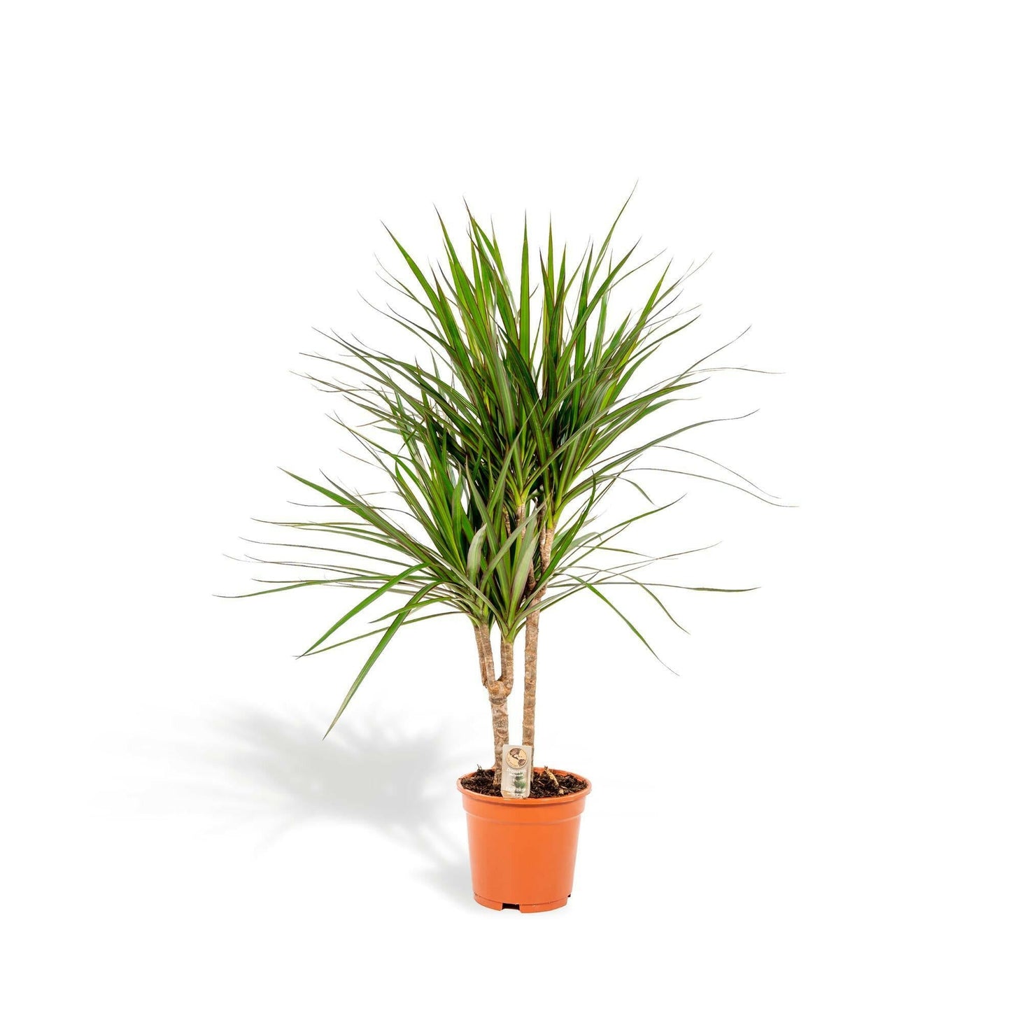Dracaena Marginata - ↕90cm - Ø17 - Sierplantenshop
