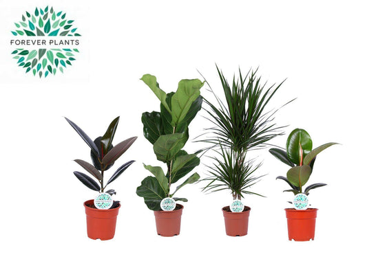 Dracaena Marginata Set van 4 Stuks - ↕75cm - Ø17 - Sierplantenshop