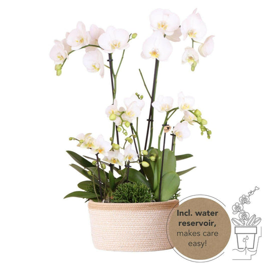 Drie Witte Orchideeën in Katoenen Mand |en Drie Groene Planten↕35cm - Ø9 - Sierplantenshop