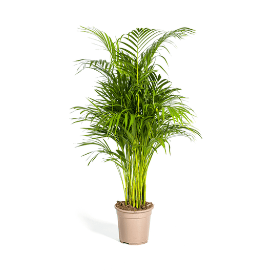 Dypsis Areca Lutescens ↕110cm - Ø21 Groene Kamerplant - Sierplantenshop - Sierplantenshop
