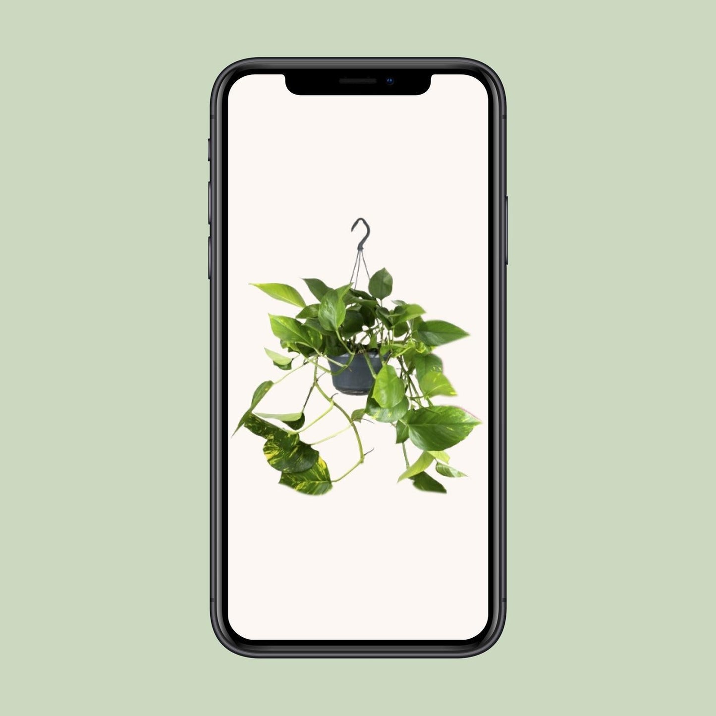 Epipremnum Pinnatum - ↨25cm - Ø14 - Sierplantenshop