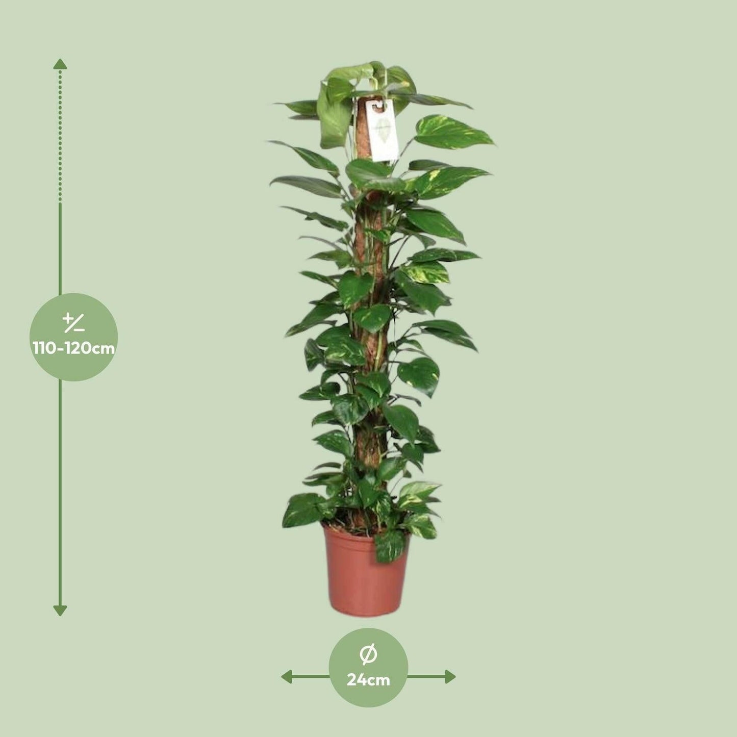Epipremnum Pinnatum Klimplant ↕120cm - Ø24 - Sierplantenshop