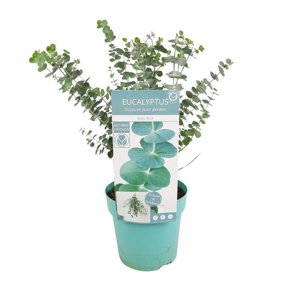Eucalyptus pul. Baby Blue - Ø17cm - ↕30cm - Sierplantenshop
