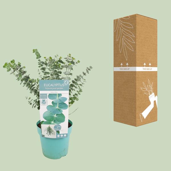 Eucalyptus pul. Baby Blue - Ø17cm - ↕30cm - Sierplantenshop