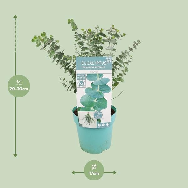 Eucalyptus pul. Baby Blue - Ø17cm - ↕30cm - Sierplantenshop