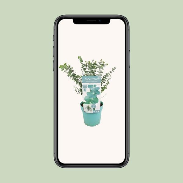 Eucalyptus pul. Baby Blue - Ø17cm - ↕30cm - Sierplantenshop