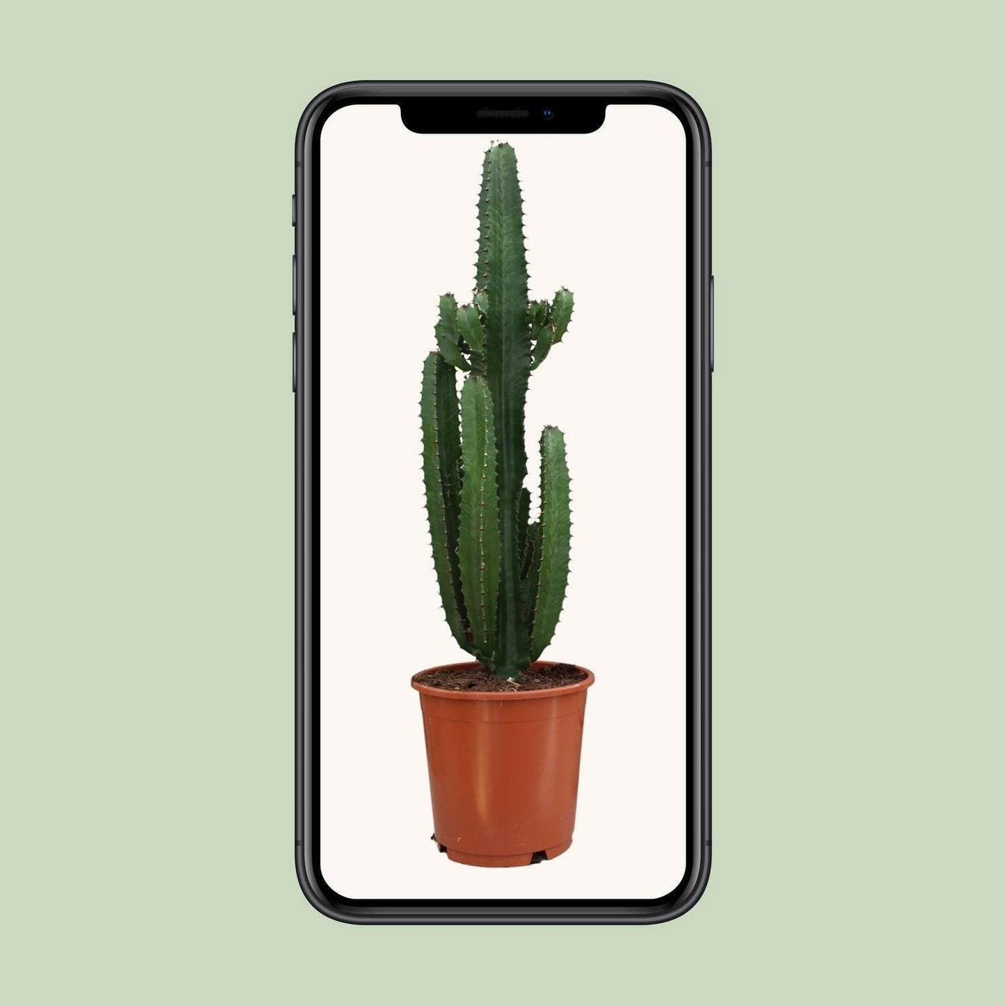 Euphorbia Acrurensis - Unieke Sierplant - ↕95cm - Ø24 - Sierplantenshop
