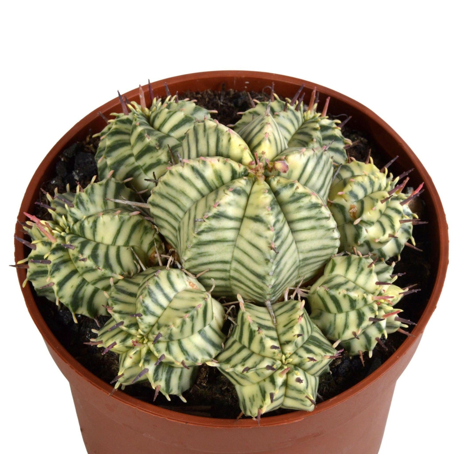 Euphorbia meloformis variegata - Ø9 - Sierplantenshop