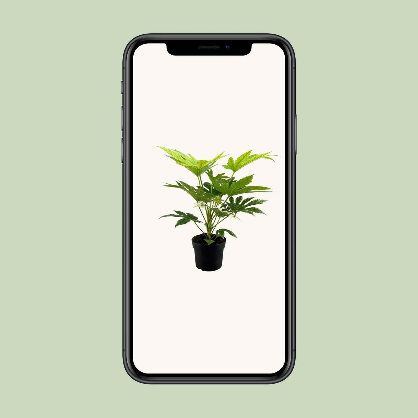 Fatsia Japonica Spider Web - ↕50cm - Ø17 - Sierplantenshop