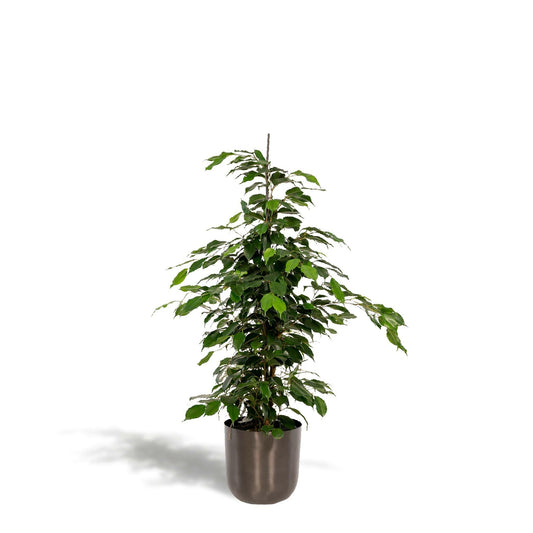 Ficus benjamina Danielle - Elegante Sierplant met Pot Mayk Lead ↕95cm - Ø21 - Sierplantenshop
