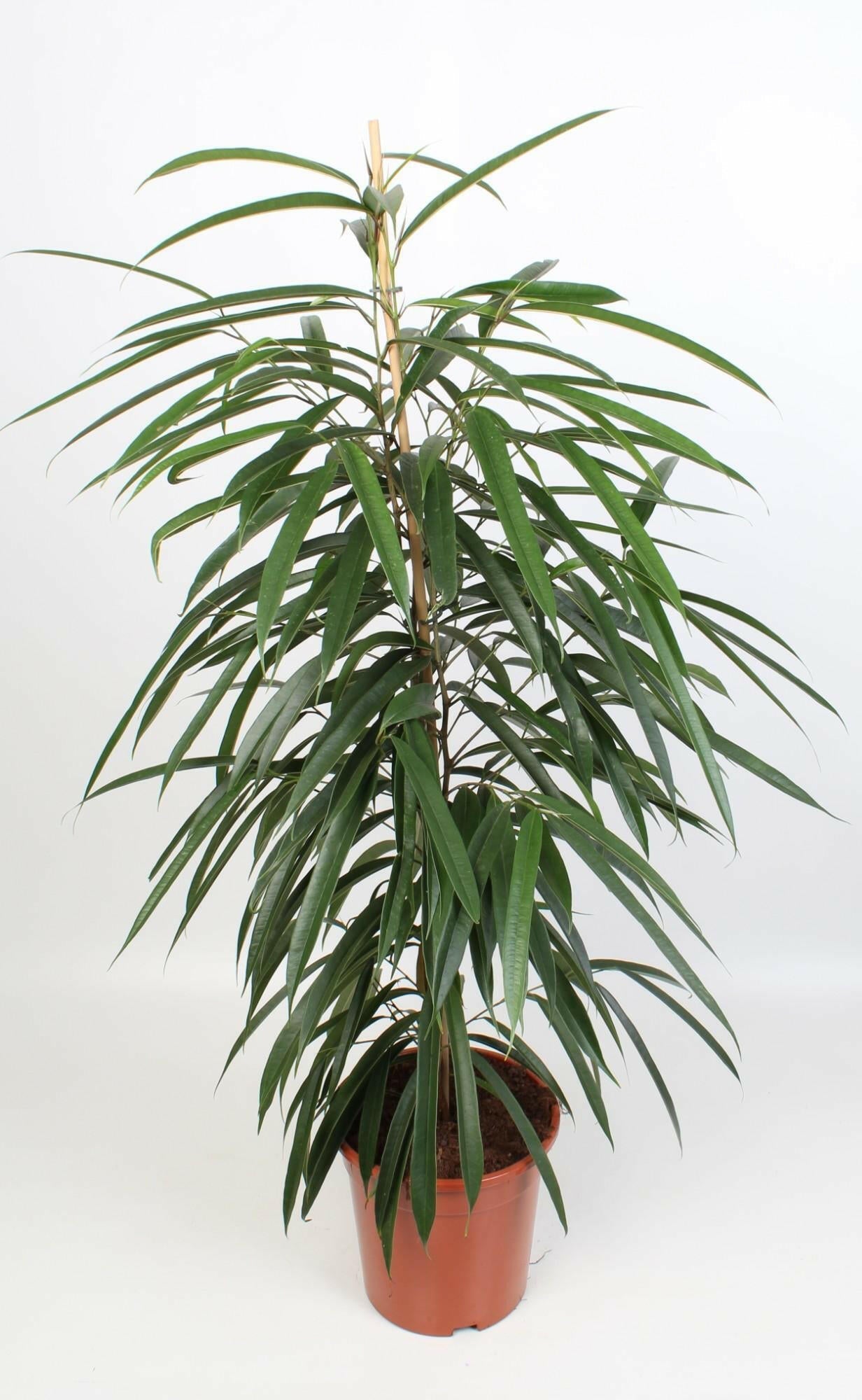 Ficus Binnendijkii Alii - ↨100cm - Ø21 - Sierplantenshop