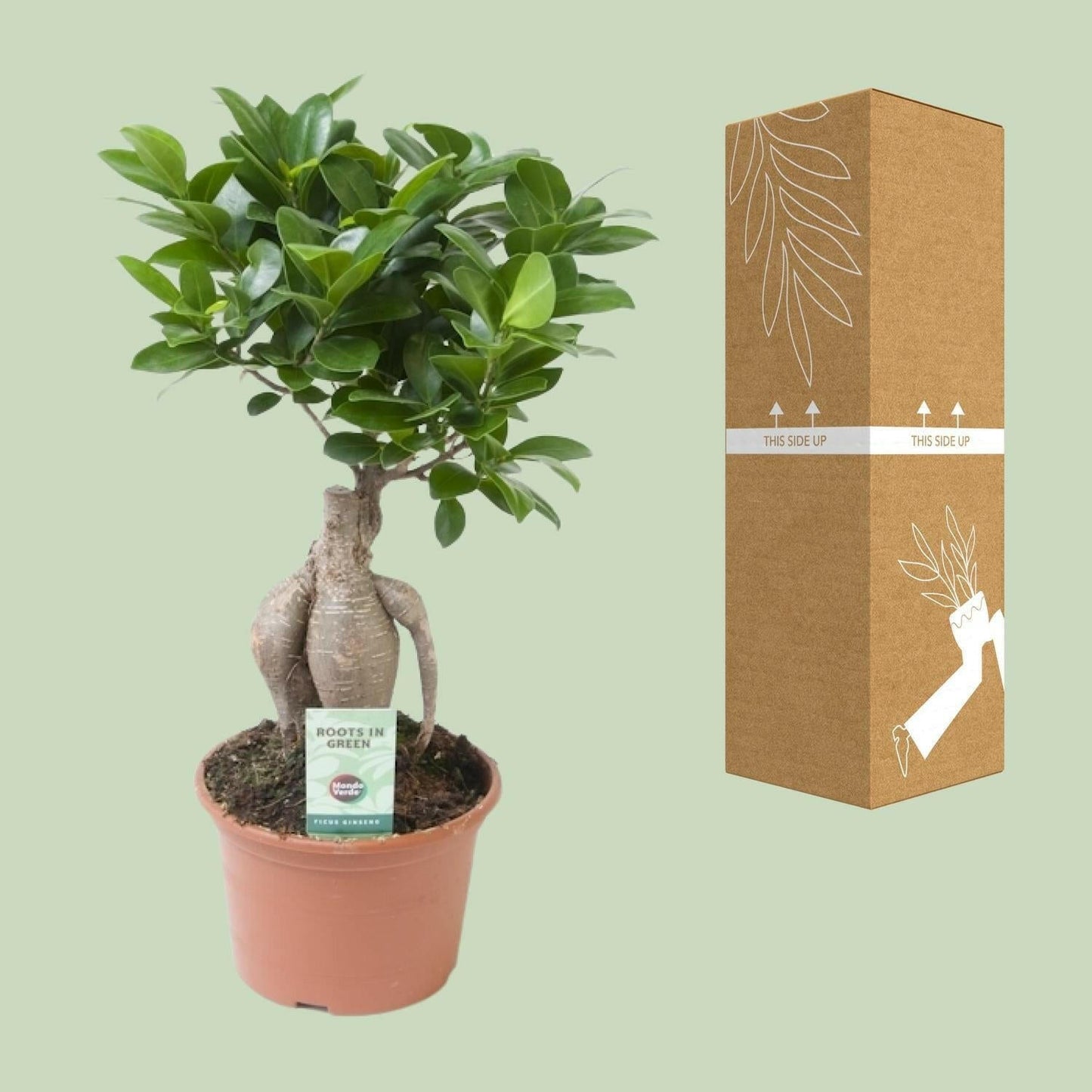 Ficus Ginseng - ↕35cm - Ø14 - Sierplantenshop