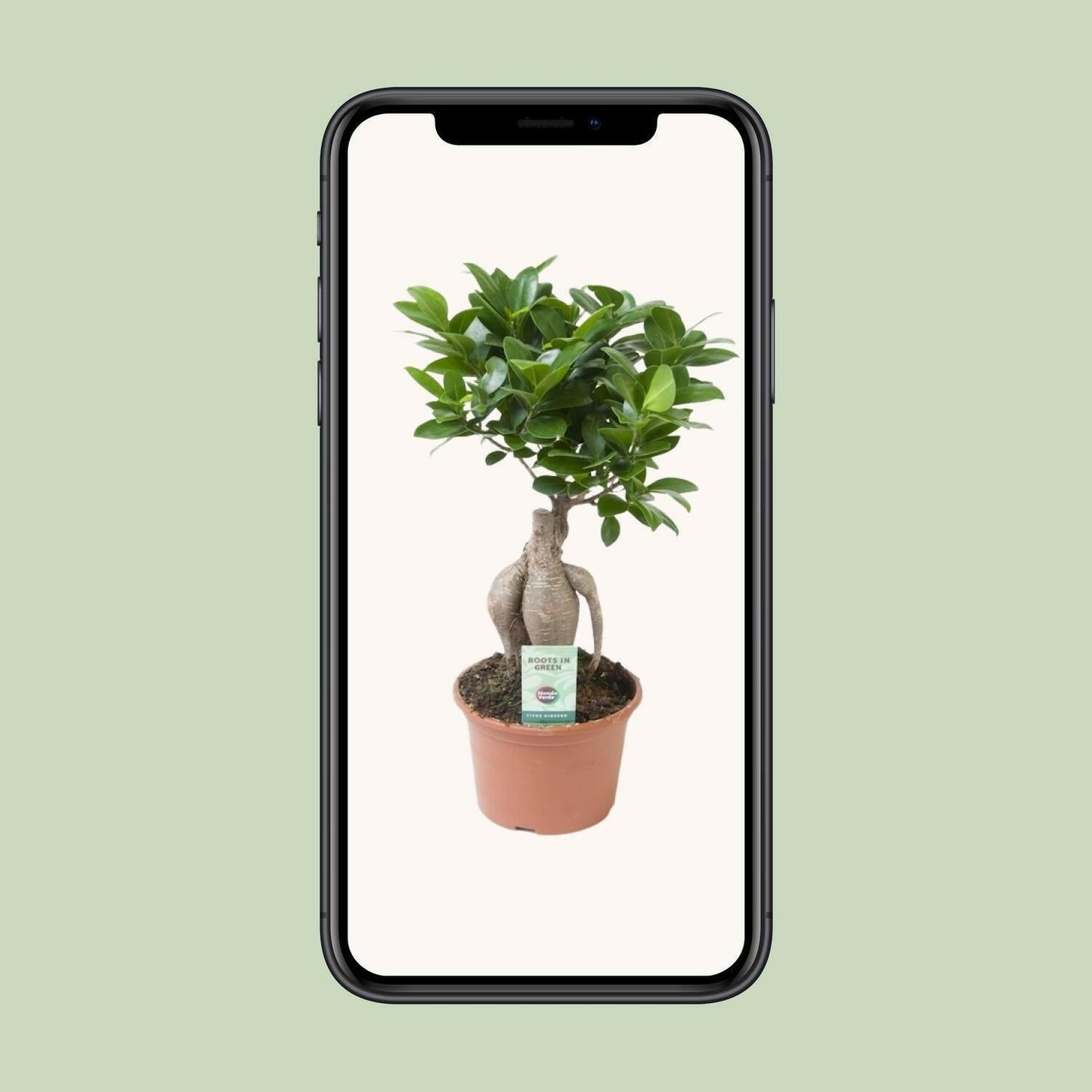 Ficus Ginseng - ↕35cm - Ø14 - Sierplantenshop