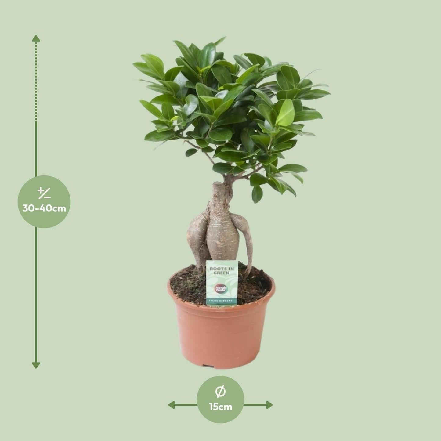 Ficus Ginseng - ↕35cm - Ø14 - Sierplantenshop