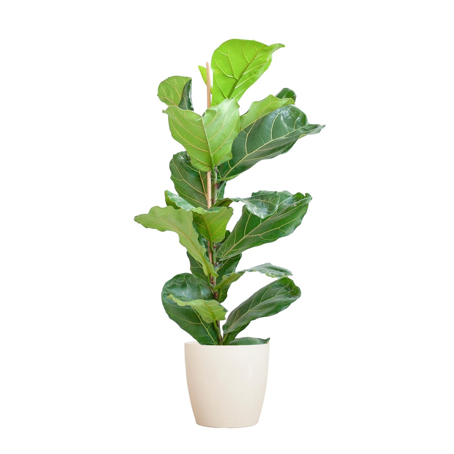 Ficus Lyrata met Viber pot wit - ↕80cm - Ø21 - Sierplantenshop