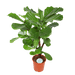 Ficus Lyrata (vertakt) - Ø24cm - ↕110cm - Sierplantenshop