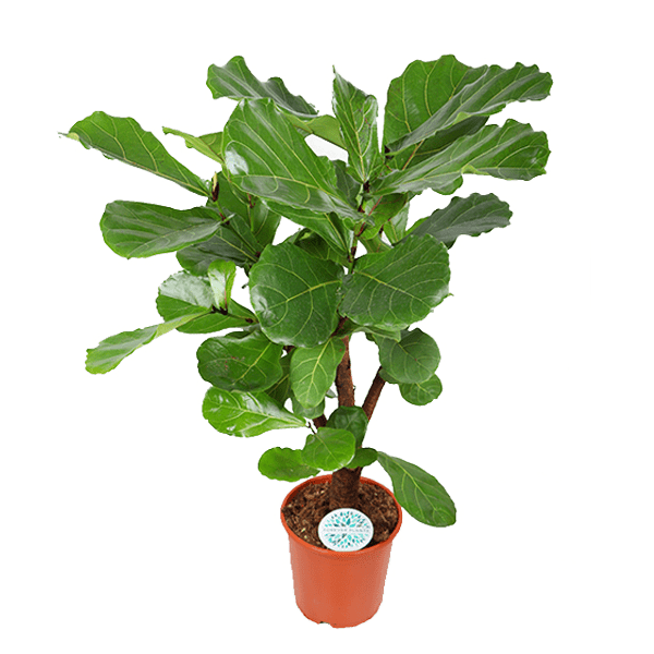 Ficus Lyrata (vertakt) - Ø24cm - ↕110cm - Sierplantenshop