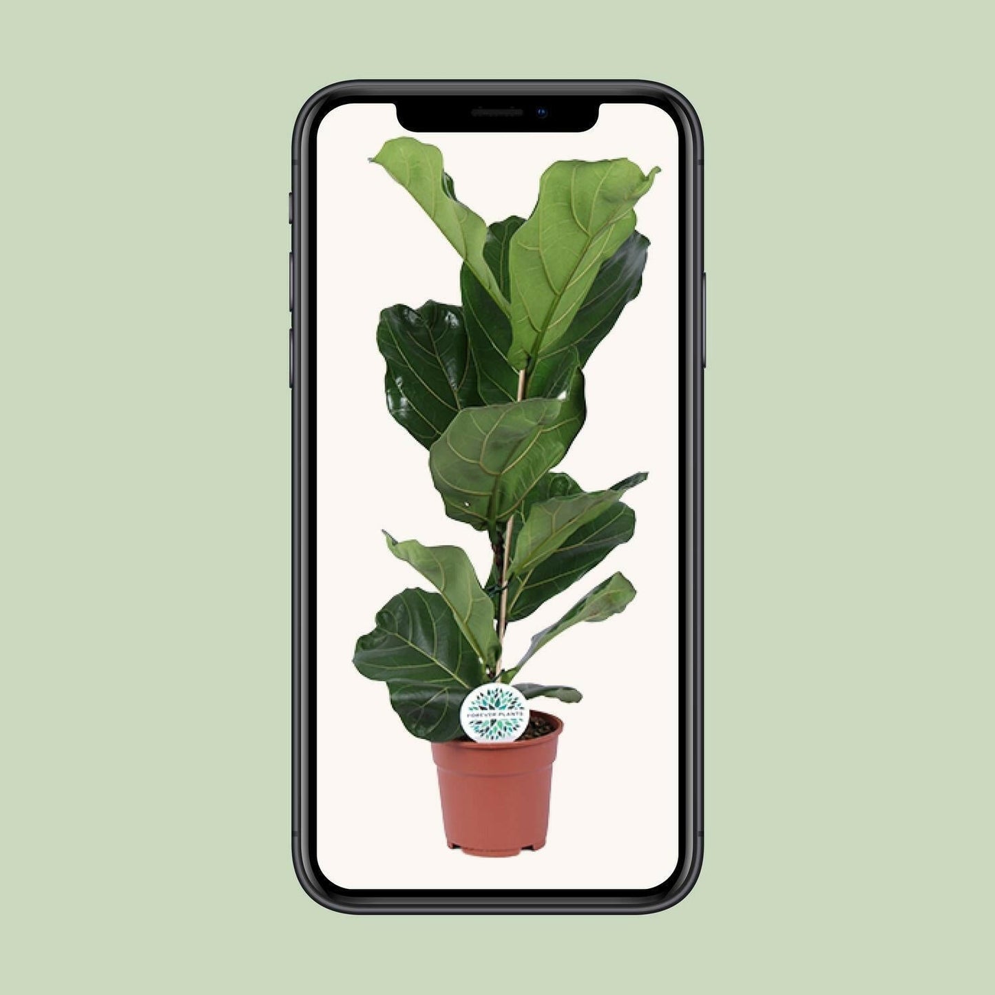 Ficus Lyrata - Vioolbladplant - ↕60cm - Ø17 - Sierplantenshop