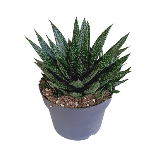 Gasteria 'd Due - Decoratieve Luchtzuiverende Plant - ↕15cm - Ø17 - Sierplantenshop