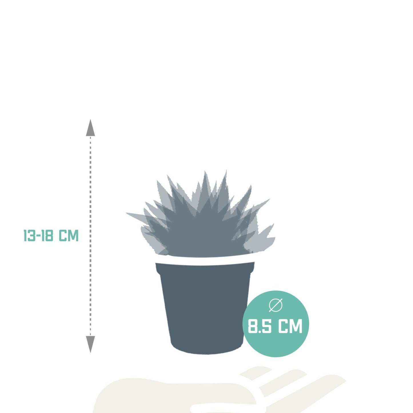 Gasteria en Haworthia Plantenmix - Set van 3 zonder Pot - Ø8 - Sierplantenshop