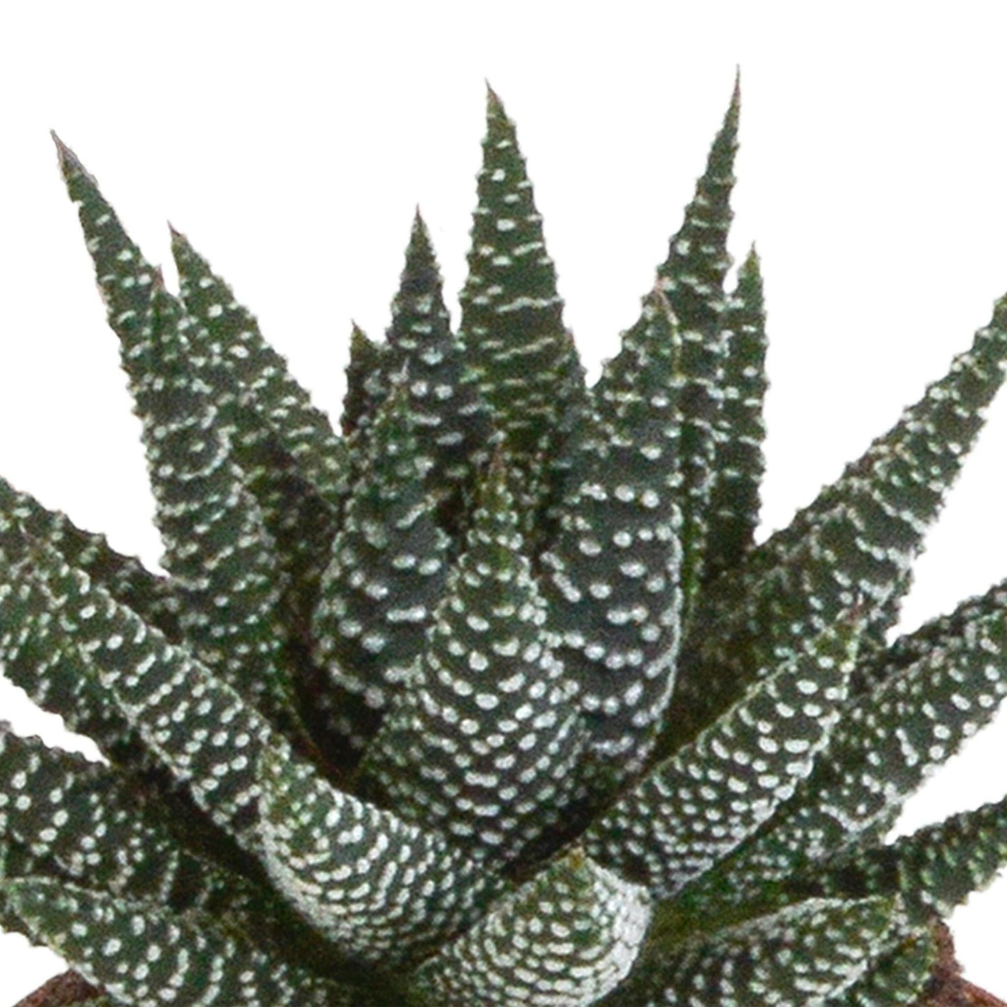 Gasteria en Haworthia Plantenmix - Set van 3 zonder Pot - Ø8 - Sierplantenshop