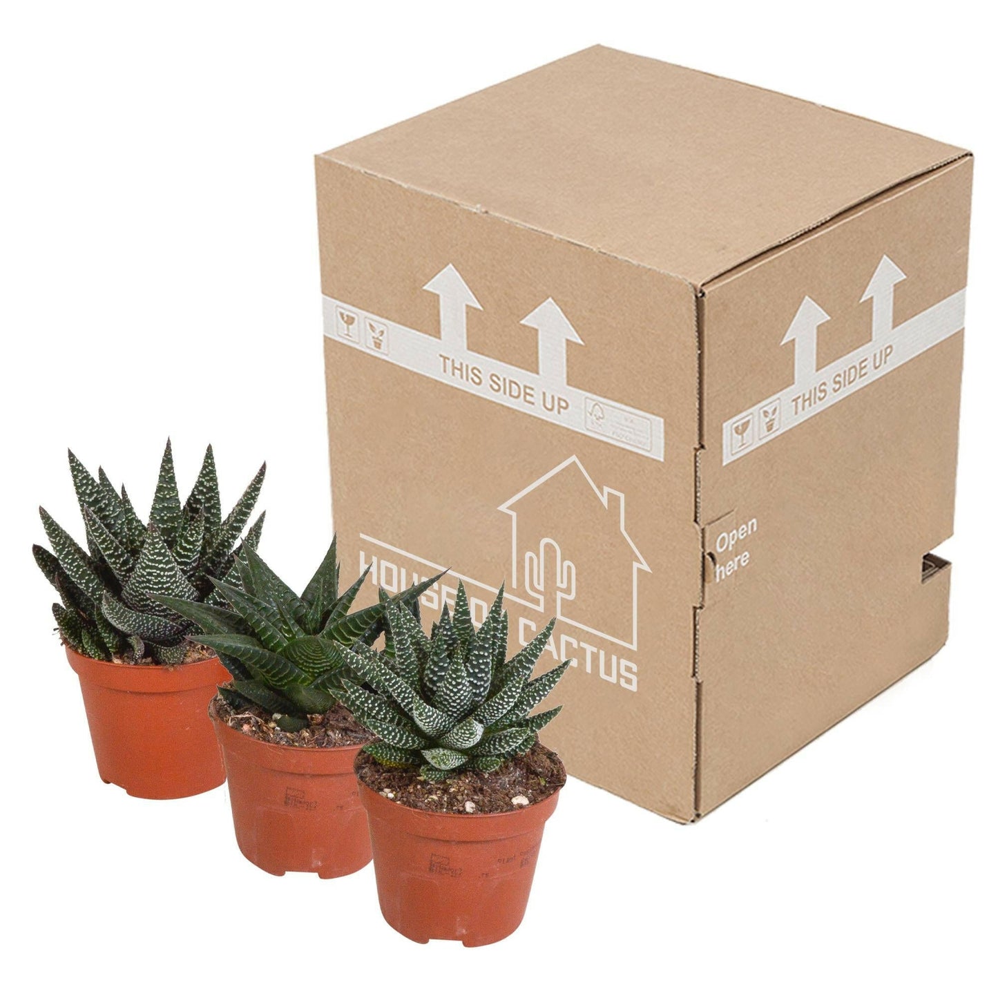 Gasteria en Haworthia Plantenmix - Set van 3 zonder Pot - Ø8 - Sierplantenshop