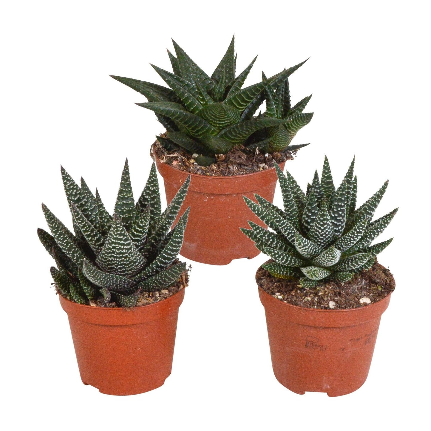 Gasteria en Haworthia Plantenmix - Set van 3 zonder Pot - Ø8 - Sierplantenshop