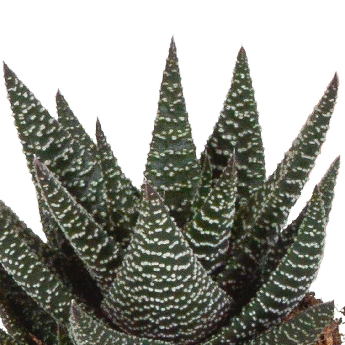Gasteria en Haworthia Plantenmix - Set van 3 zonder Pot - Ø8 - Sierplantenshop
