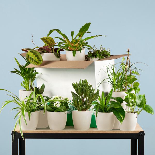 Groene Kneusjesbox (12 stuks) - incl. 12 x pot Viber wit - Sierplantenshop
