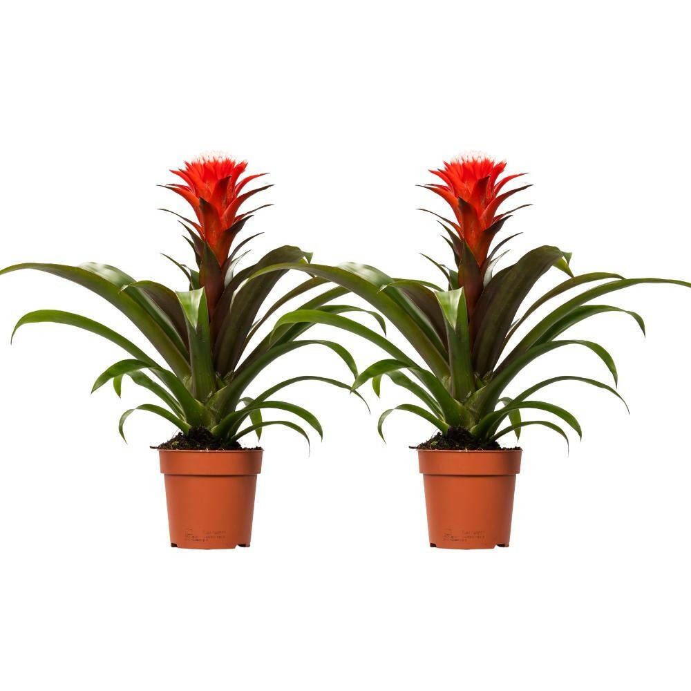 Guzmania Hope Set van 2 ↕40cm - Ø12 - Sierplantenshop
