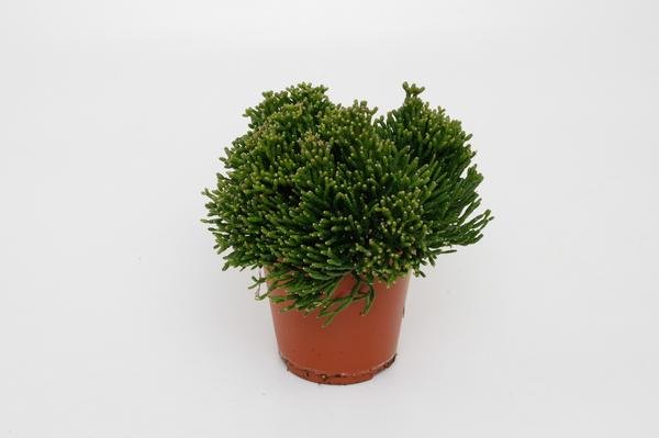 Hatiora Salicorniodes - Ø12cm - ↕15cm - Sierplantenshop
