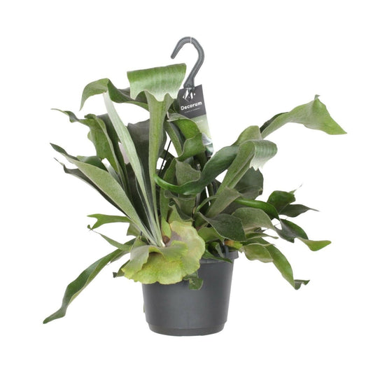 Hertshoornvaren - Platycerium Bifurcatum ↕30cm - Ø17 - Sierplantenshop