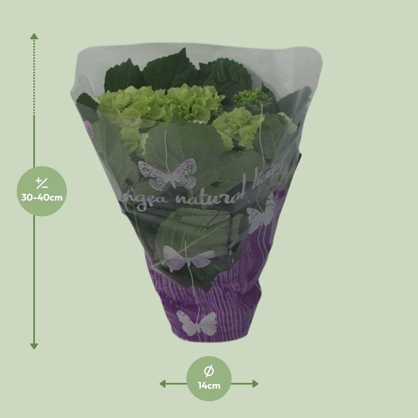 hydrangea hortensia wit