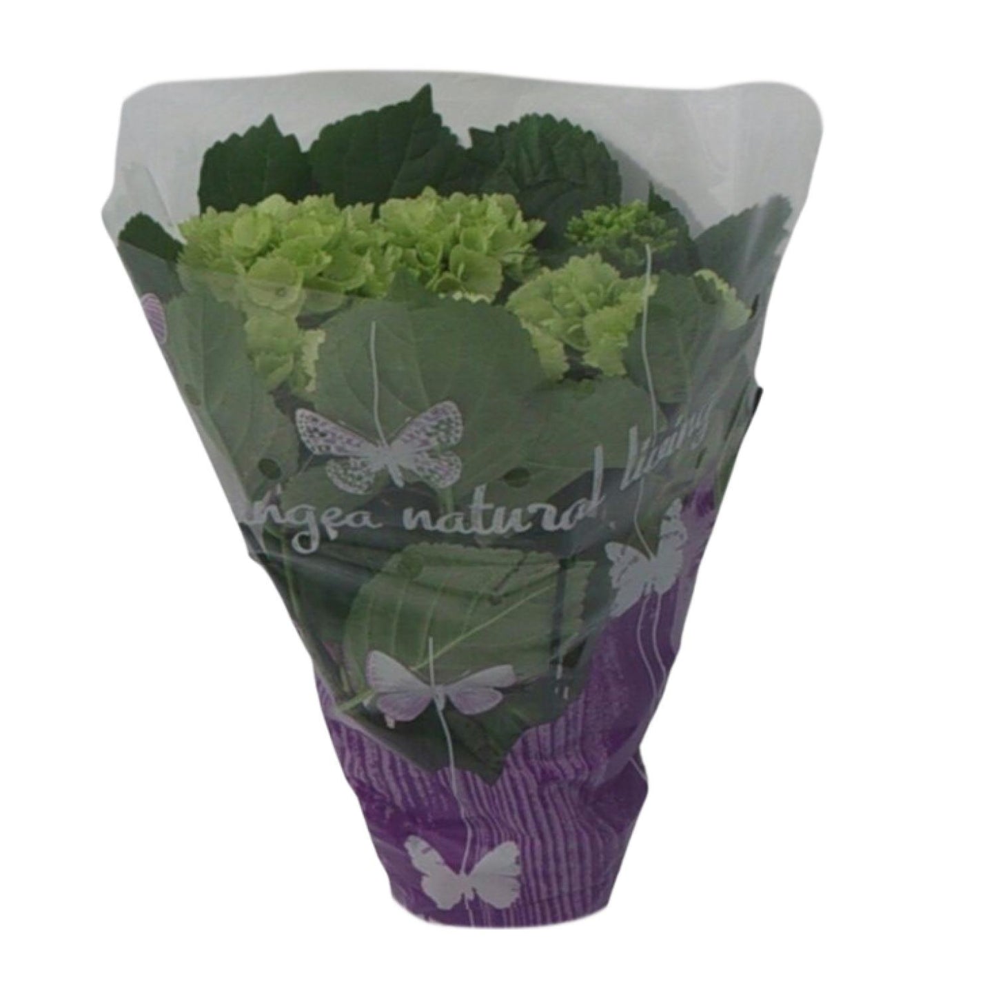 hydrangea hortensia wit 1