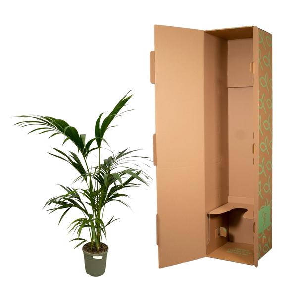 Kentia Palm - 130 cm - Ø21cm - Sierplantenshop