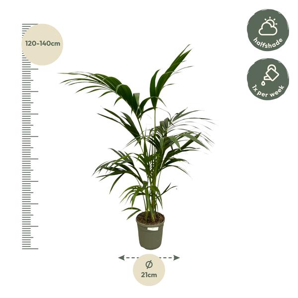 Kentia Palm - 130 cm - Ø21cm - Sierplantenshop