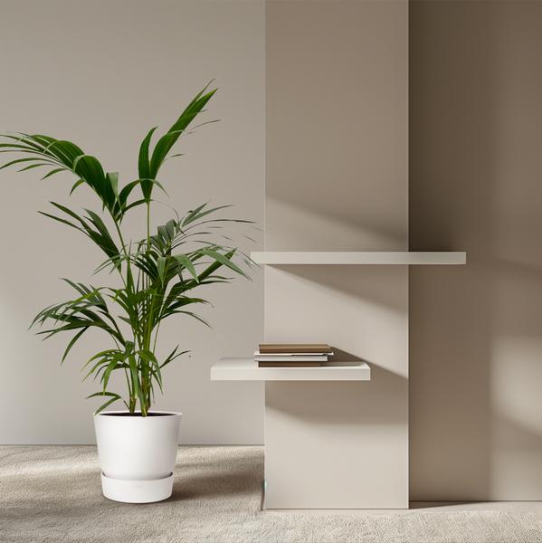 Kentia Palm - 130 cm - Ø21cm - Sierplantenshop