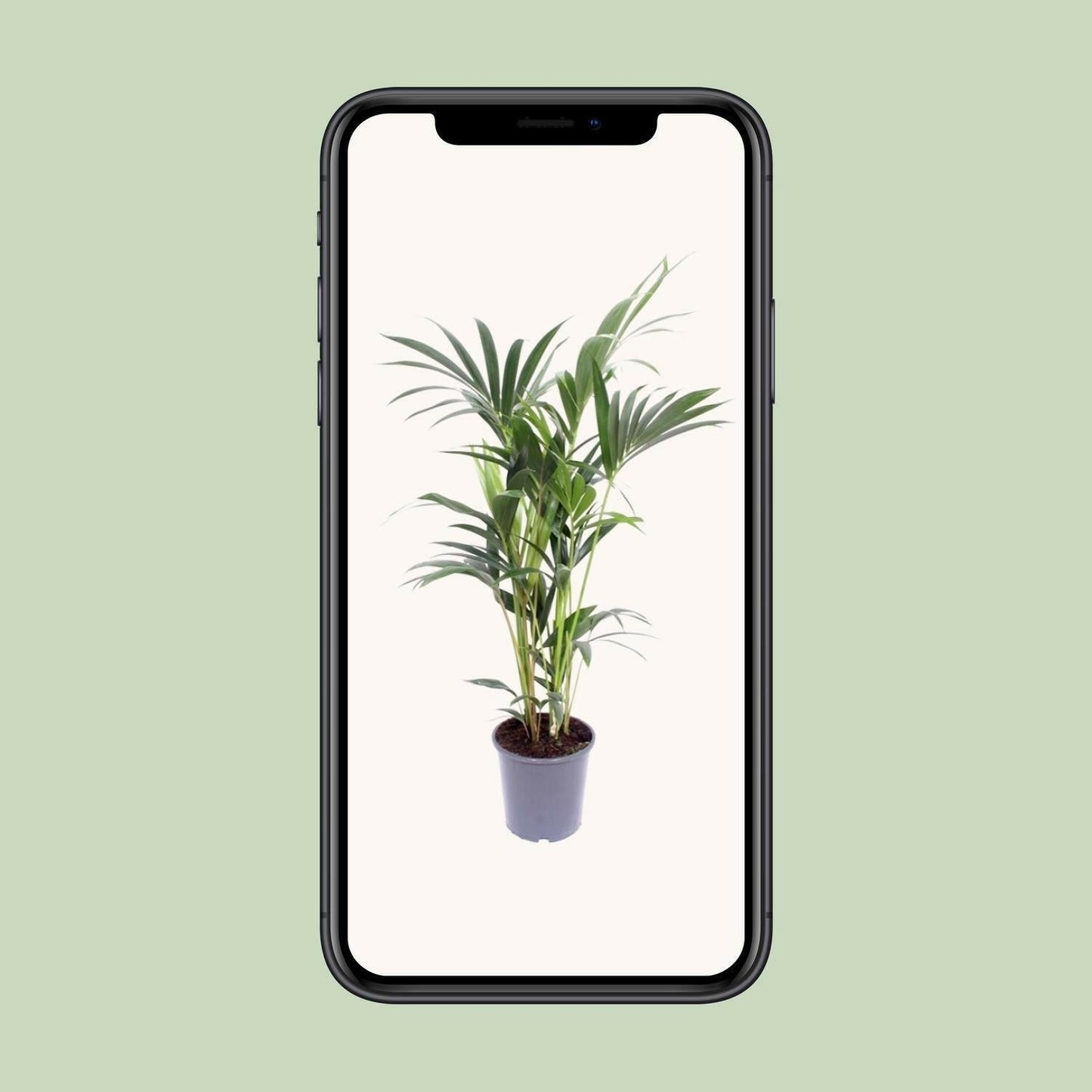 Kentia Palm - Howea Forsteriana - ↕75cm - Ø17 - Sierplantenshop