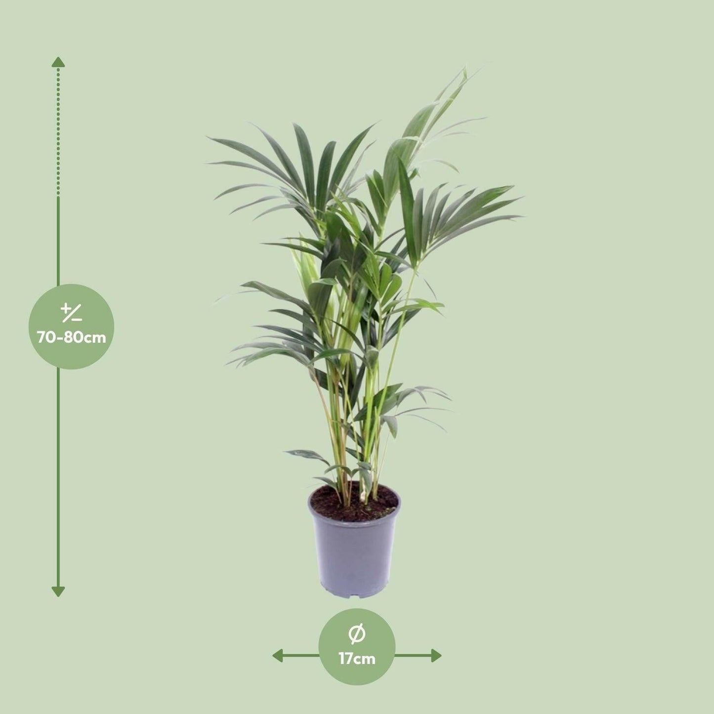 Kentia Palm - Howea Forsteriana - ↕75cm - Ø17 - Sierplantenshop