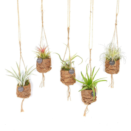 Kokodama Luchtplanten Set - 5 Stuks Tillandsia in Handgemaakte Kokosnoot Potten - Ø17 - Sierplantenshop