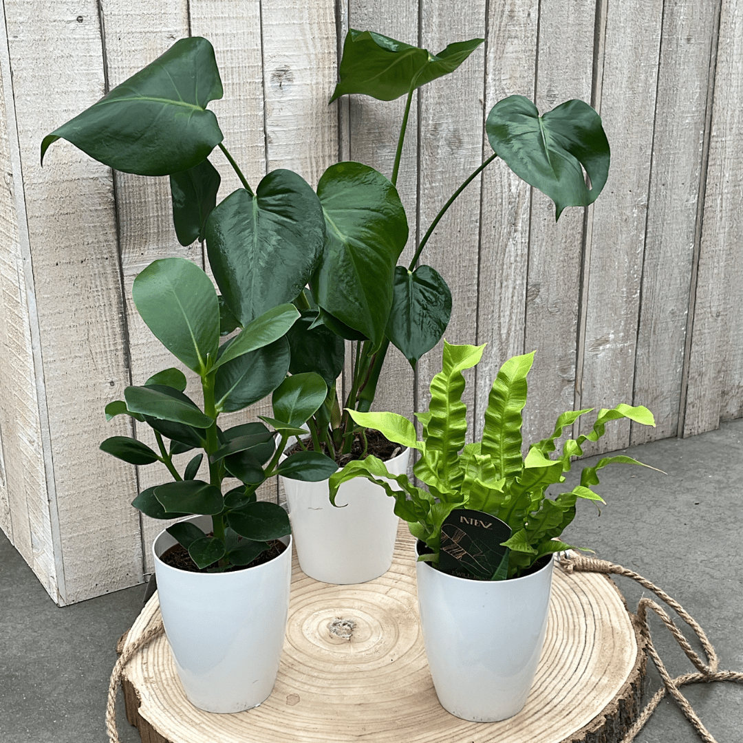 Monstera - Asplenium - Clusia - Luchtzuiverende Plantenbox met Stijlvolle Witte Potten ↕35cm - Ø12 - Sierplantenshop