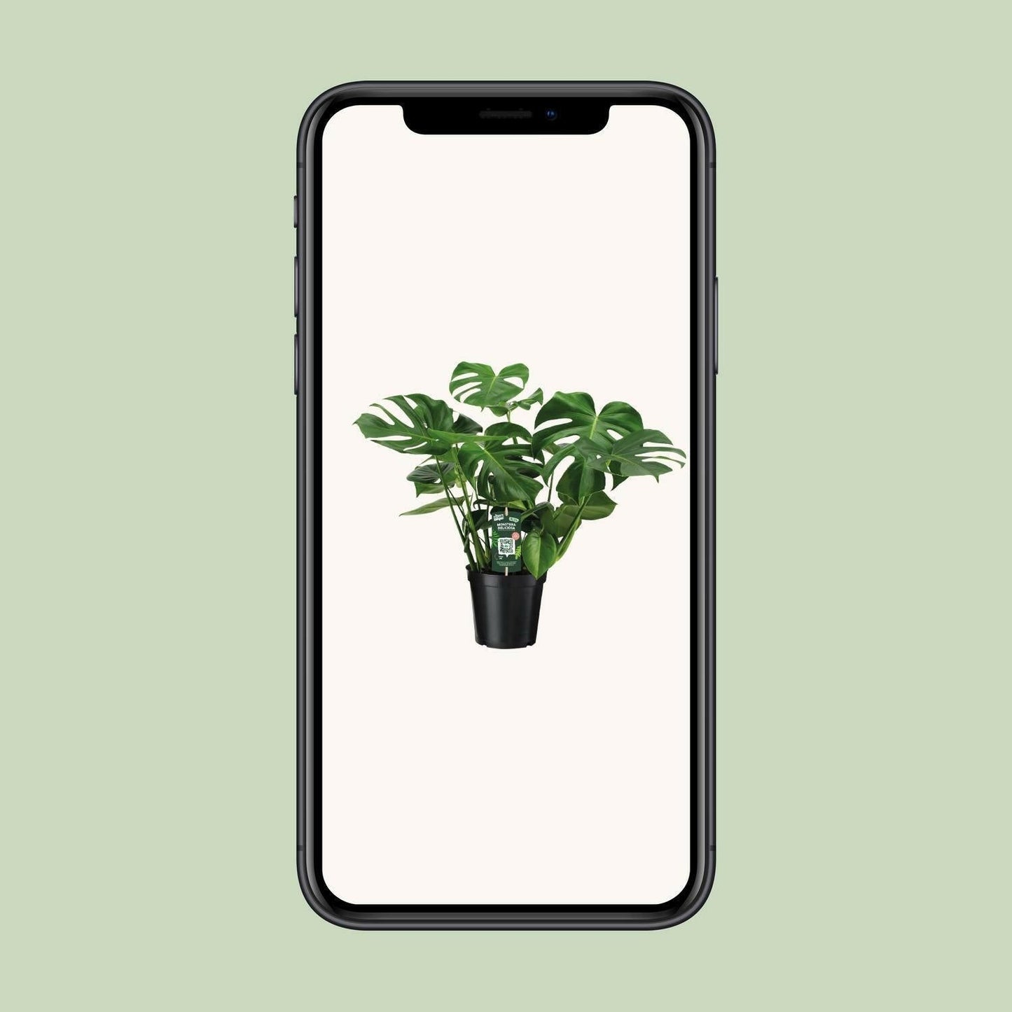 Monstera Deliciosa - Gatenplant - ↕65cm - Ø21 - Sierplantenshop