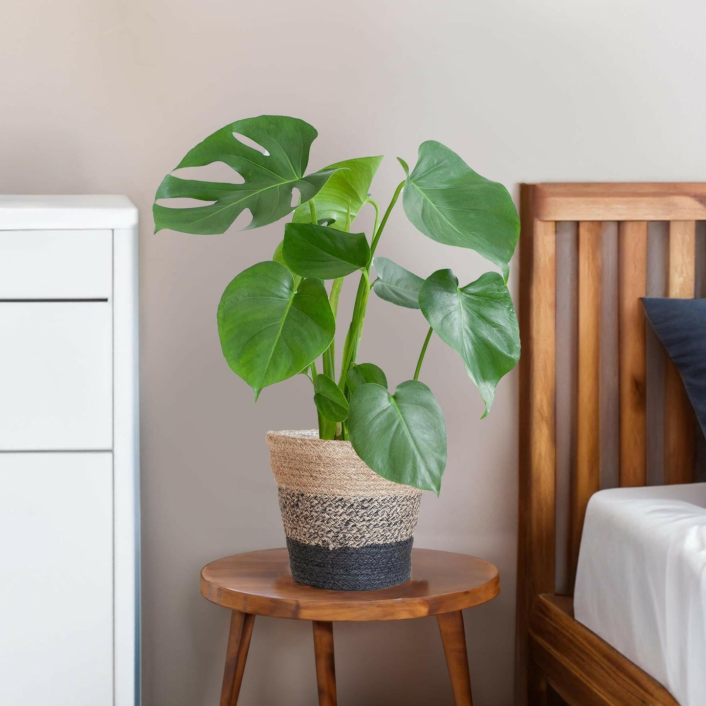 Monstera Deliciosa in Lissabon Mand Zwart - ↕50cm - Ø17 - Sierplantenshop
