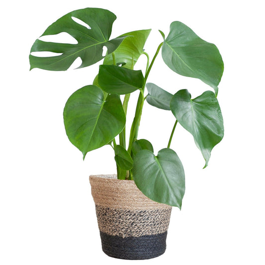 Monstera Deliciosa in Lissabon Mand Zwart - ↕50cm - Ø17 - Sierplantenshop