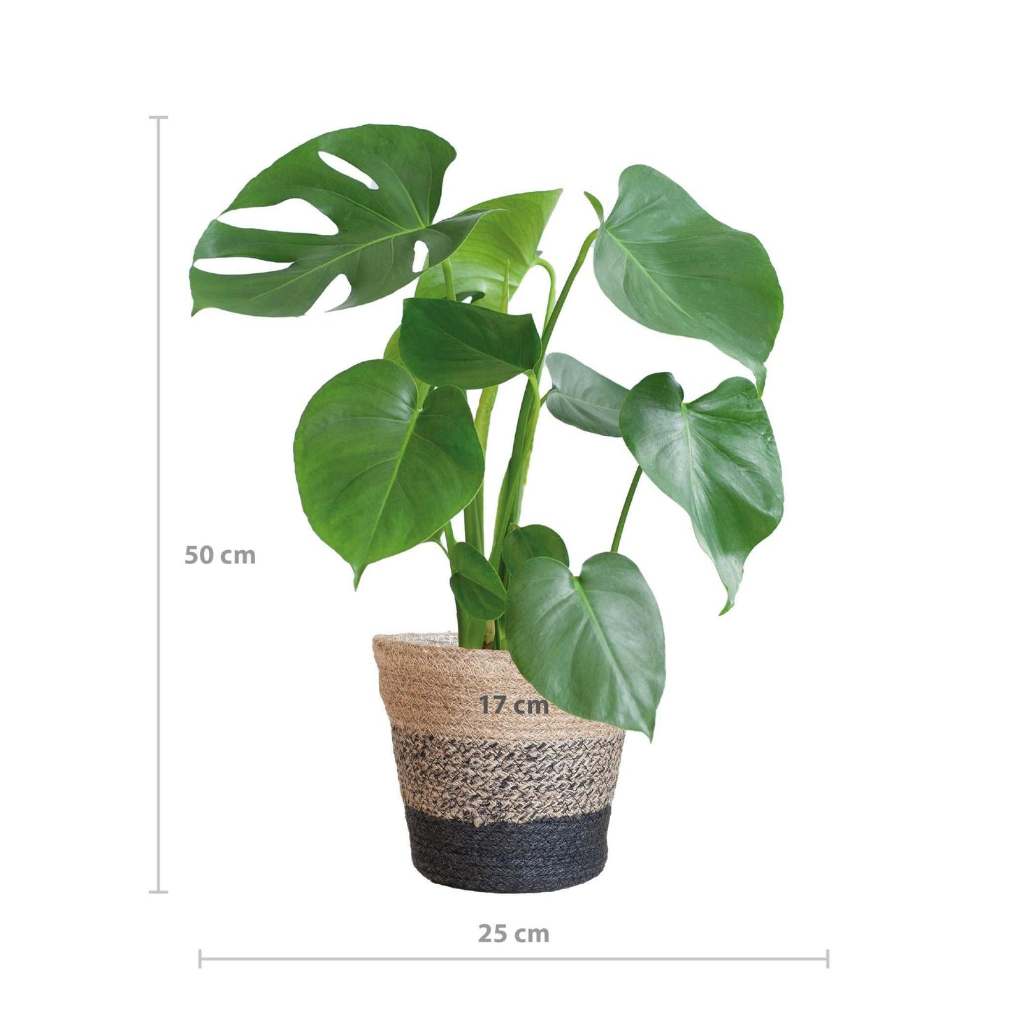 Monstera Deliciosa in Lissabon Mand Zwart - ↕50cm - Ø17 - Sierplantenshop